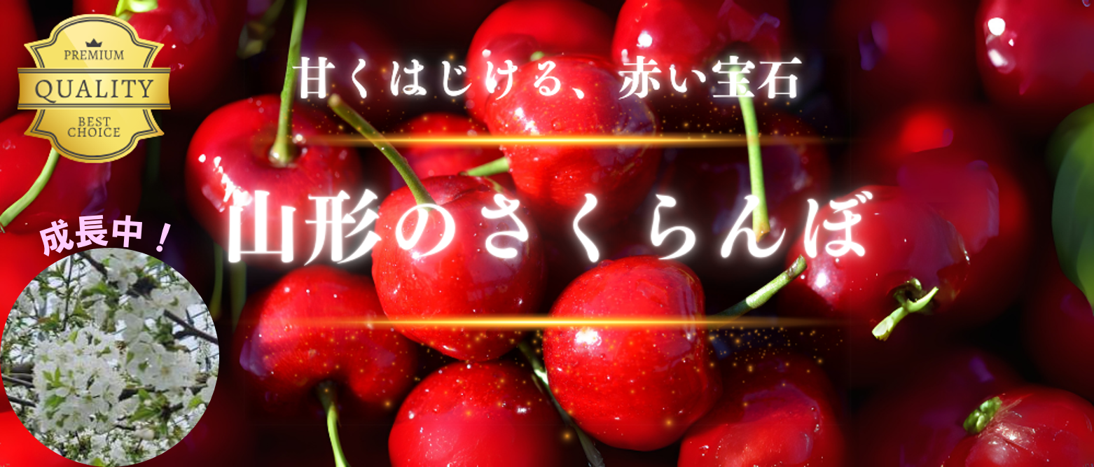 山形のさくらんぼ