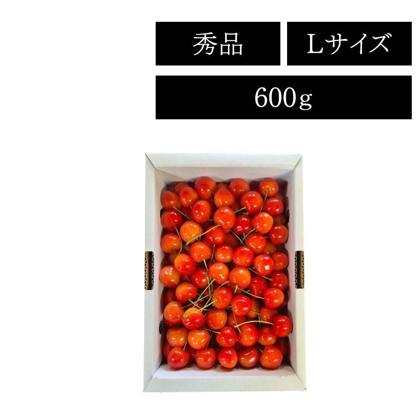 サポート（ロ）バラ売り可能 バラ苗 新苗 2026 ロクサーヌ Roxanne 国産ノイバラ台木使用 | 新苗